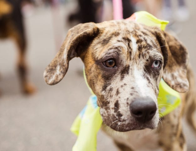 Furry Scurry 2016 | Pet Photography | Event Photography | From the Hip Photo