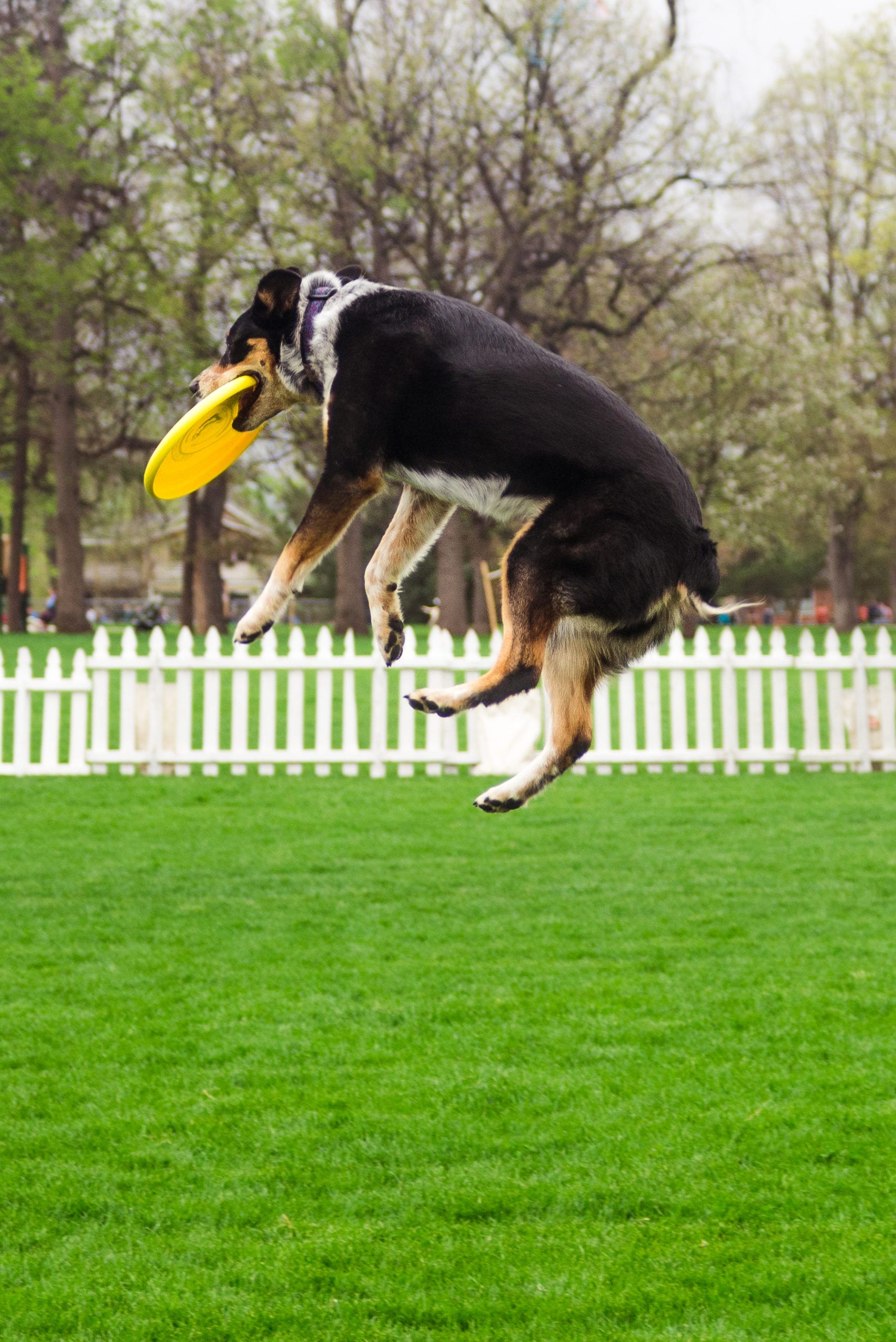 Furry Scurry 2016 | Pet Photography | Event Photography | From the Hip Photo