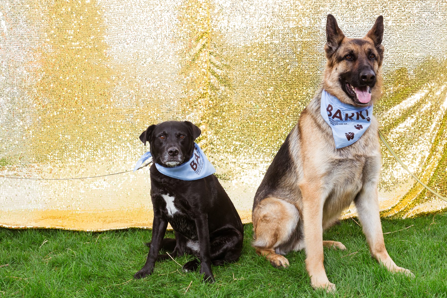 Furry Scurry 2016 | Pet Photography | Event Photography | From the Hip Photo