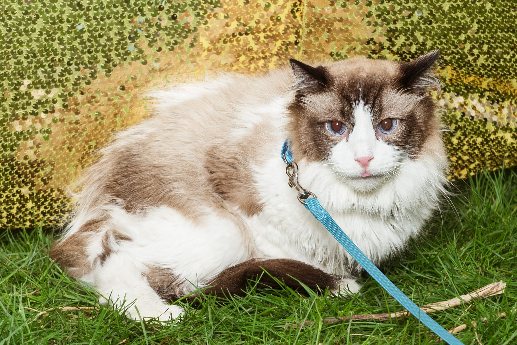 Furry Scurry 2016 | Pet Photography | Event Photography | From the Hip Photo