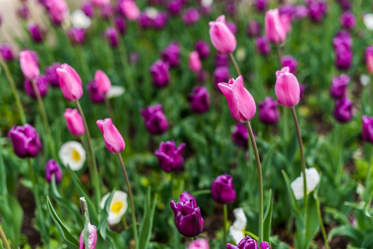 Tulips at the Denver Botanic Gardens 