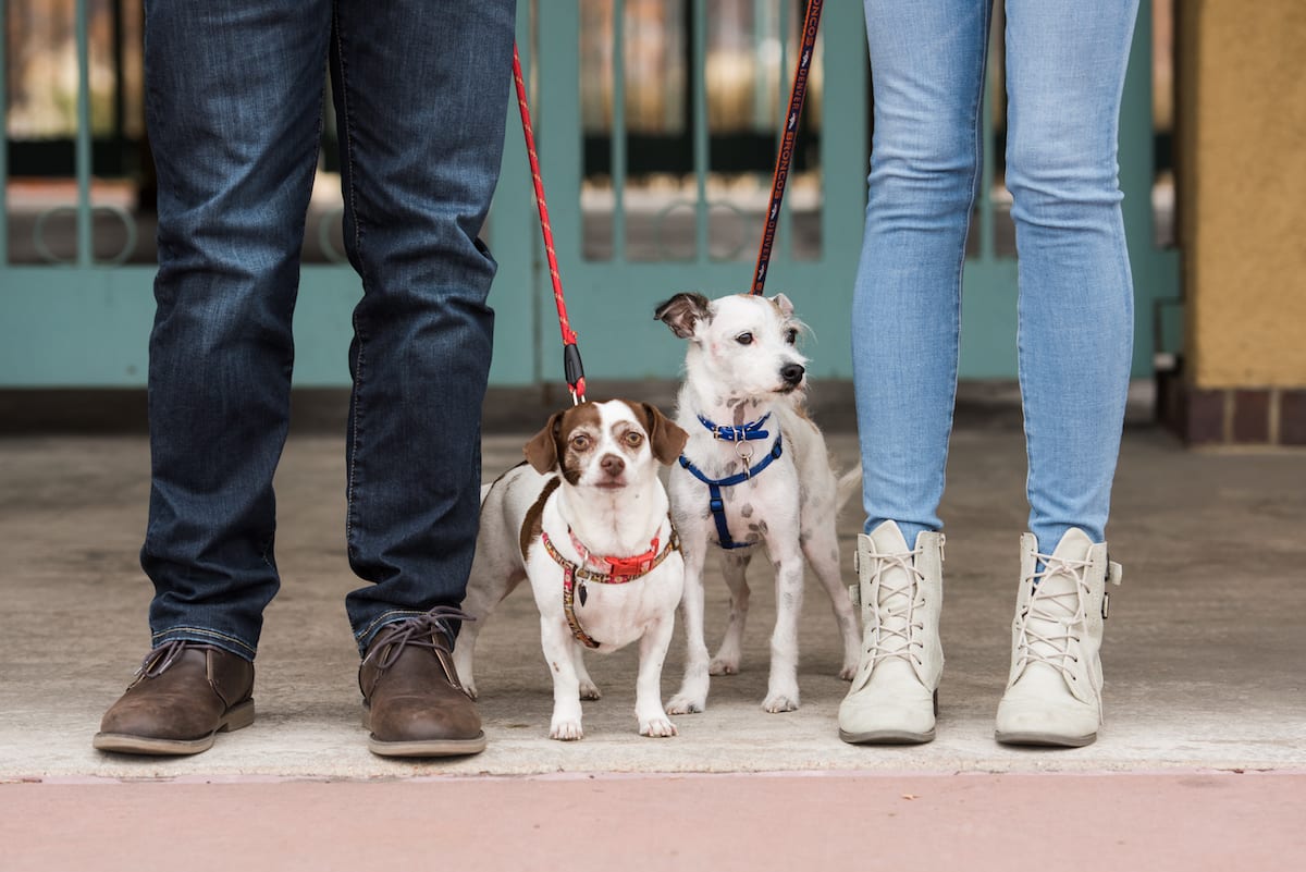 Engagement portrait with two dogs | Pets In Human Photo Session