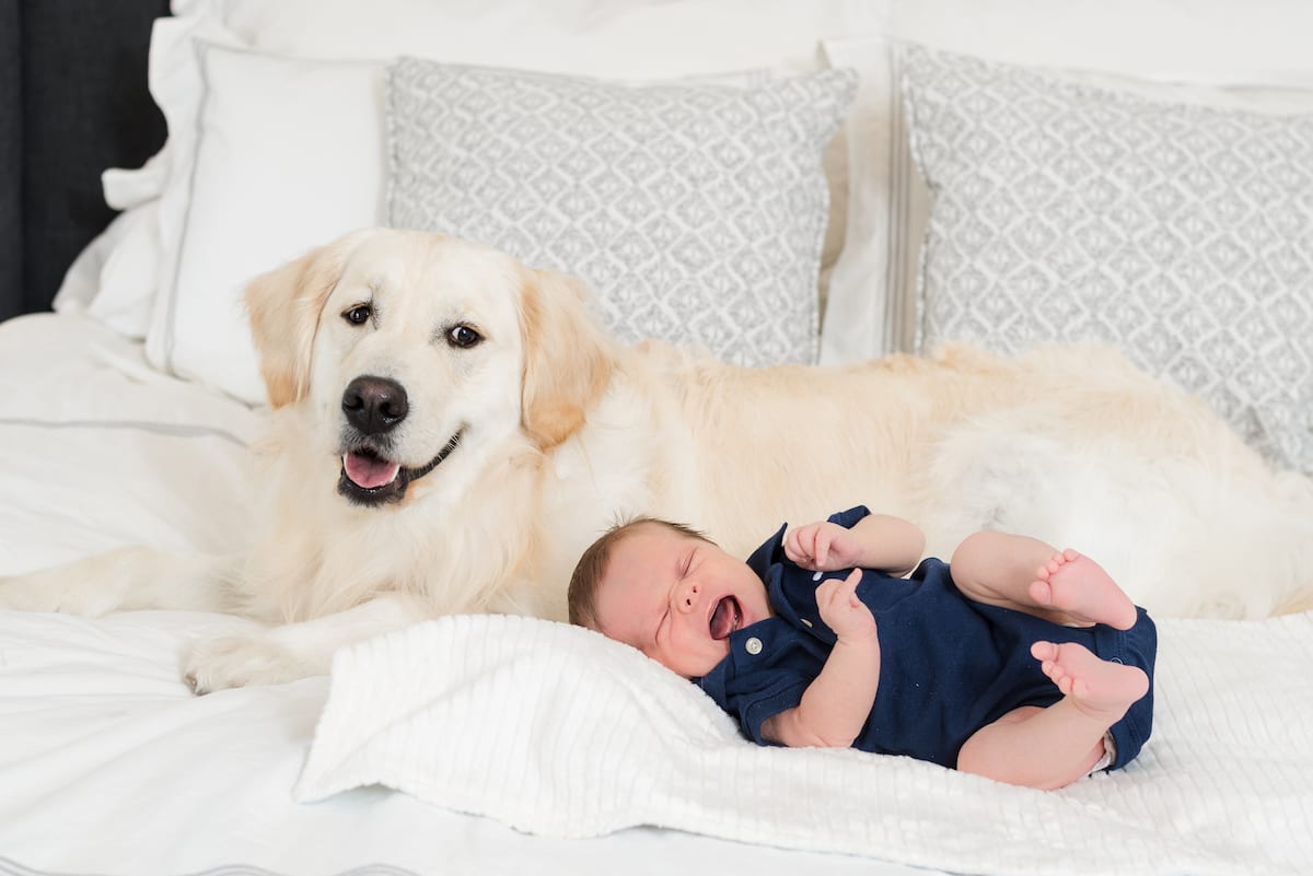 Newborn portrait with dog | Pets In Human Photo Session