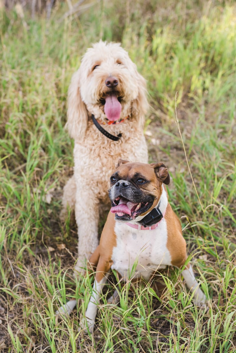 Boxer and Labradoodle pet portrait | Pets In Human Photo Session