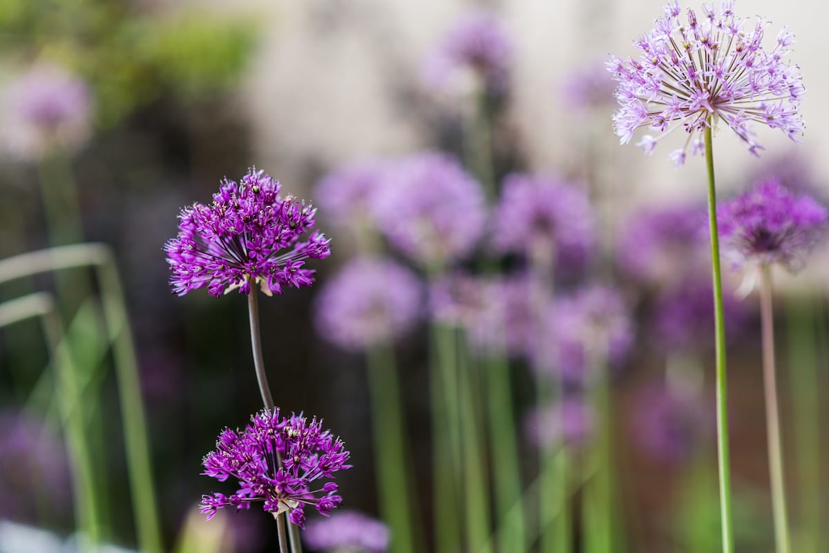 Hillary & Justin wedding