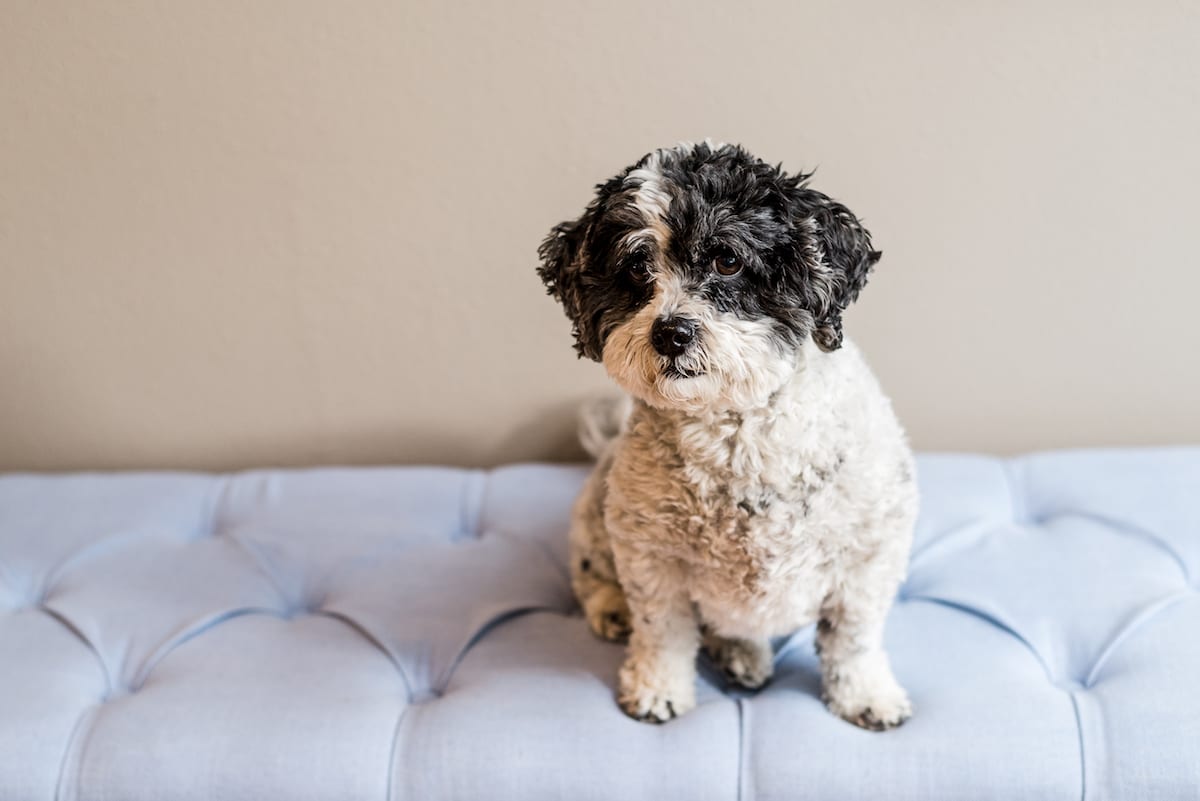 Hametis Family Session I Newborn Photography I From the Hip Photo 