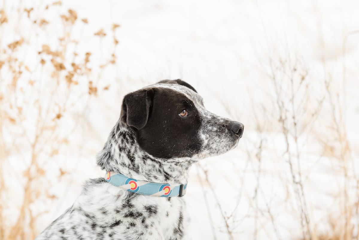 Chautauqua Park Engagement I Engagement Photography I Chautauqua Park I From the Hip Photo