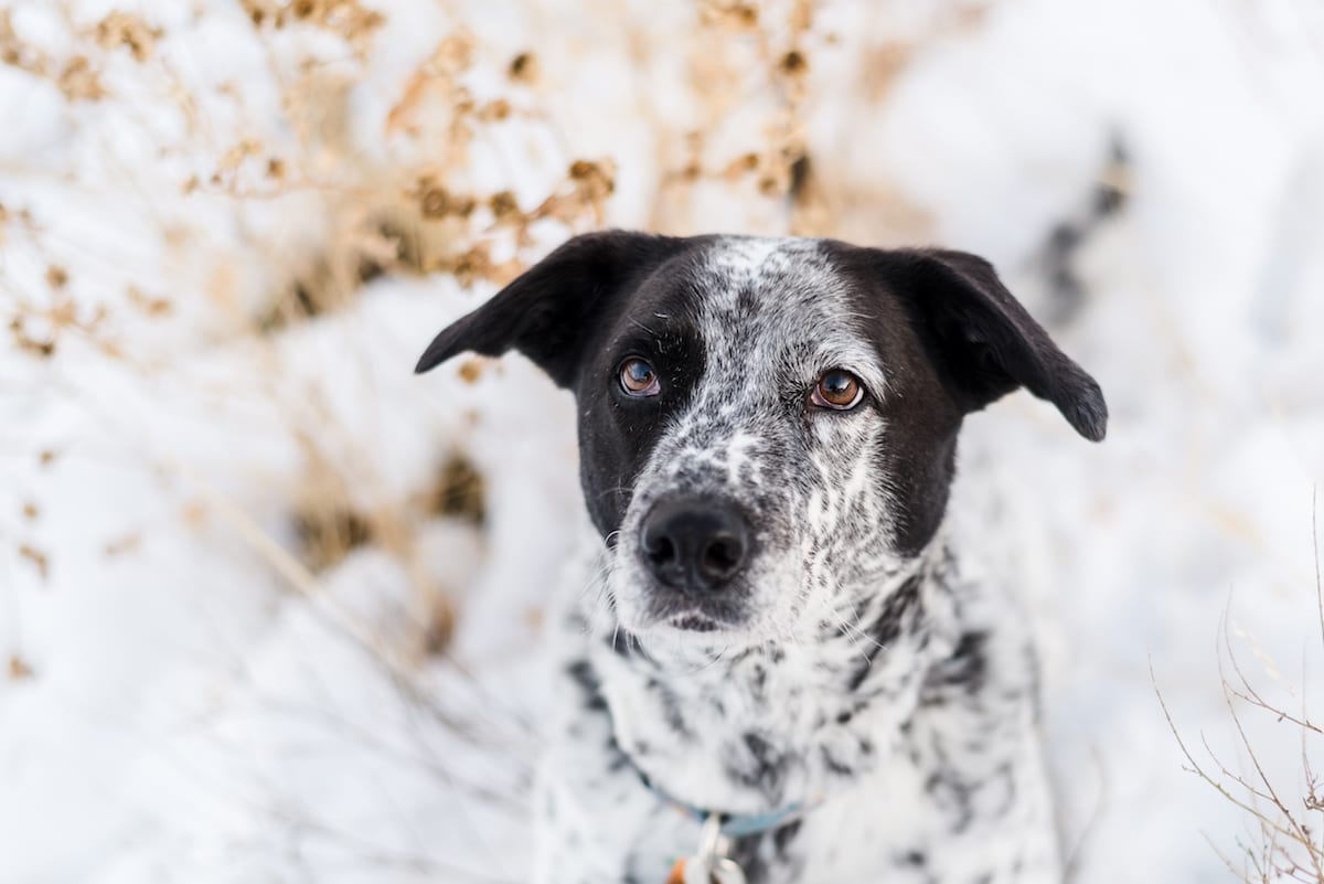 Chautauqua Park Engagement I Engagement Photography I Chautauqua Park I From the Hip Photo