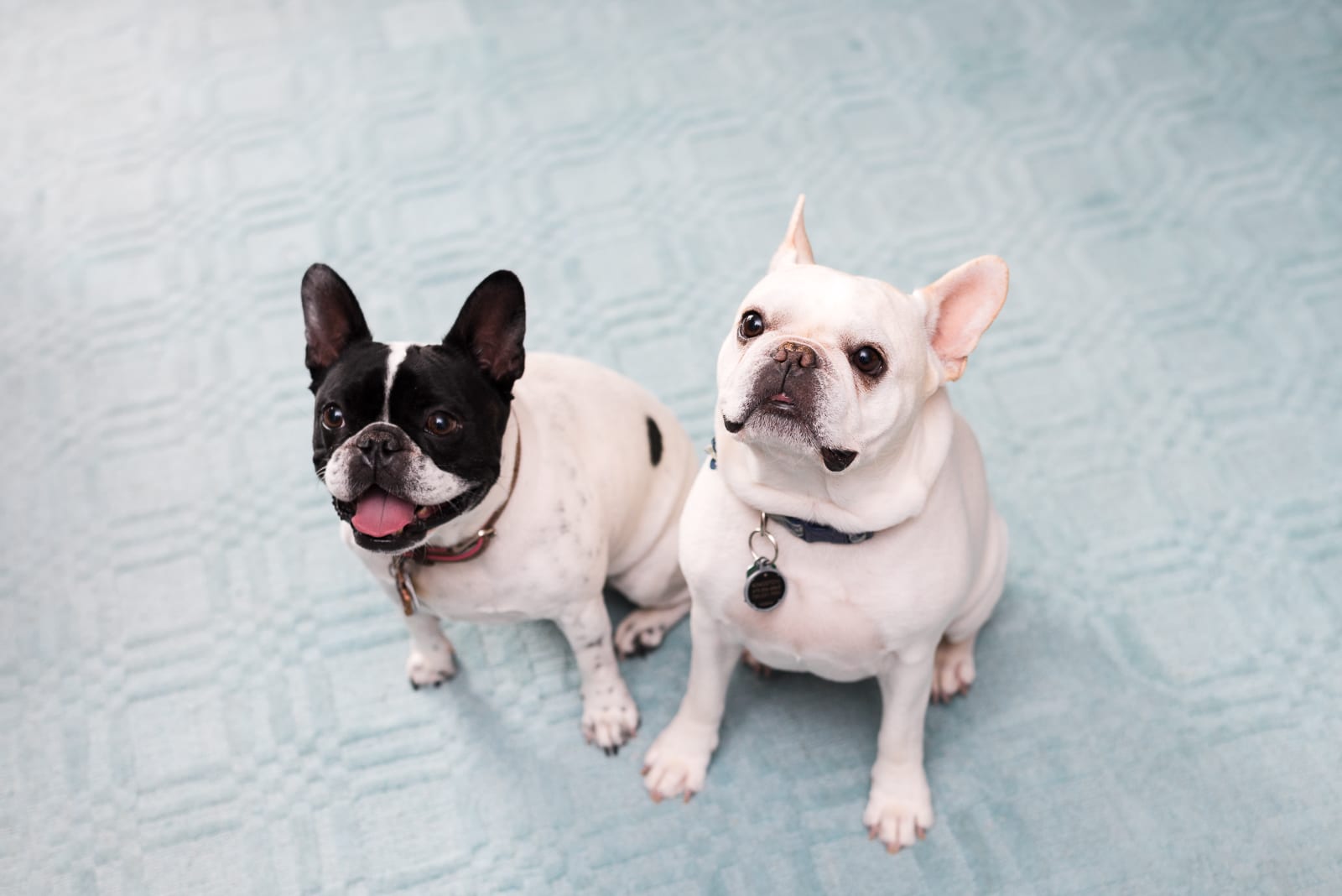 The Ying Family | Newborn Photos | From the Hip