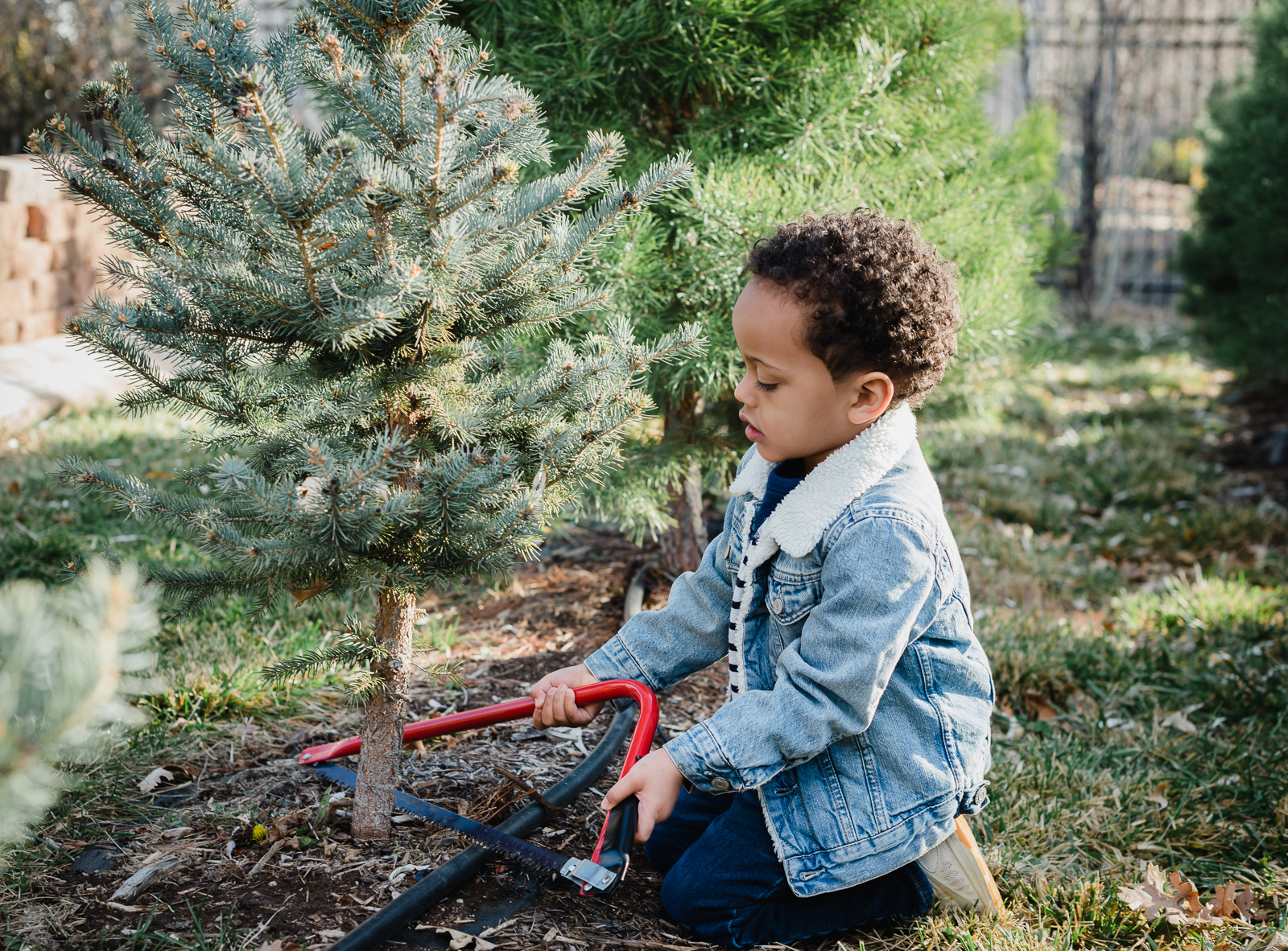 Holiday Fun | Family Photo | Creekside Tree Nursery | From the Hip Photo