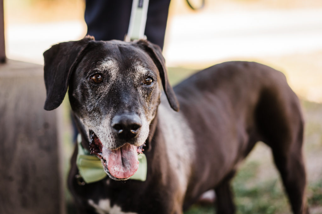 Rambo, a black dog with a green bowtie on, pants with tongue out