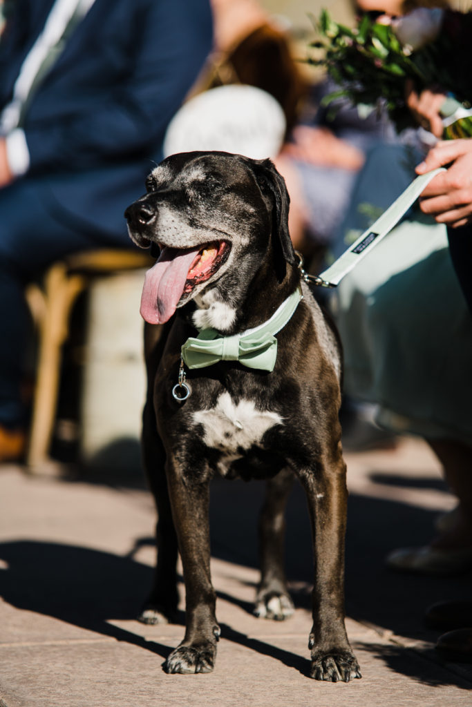 Black dog, Rambo, pants and squints in sunlight