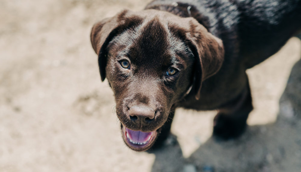 Front Porch Sessions by candid Denver Family Photographers