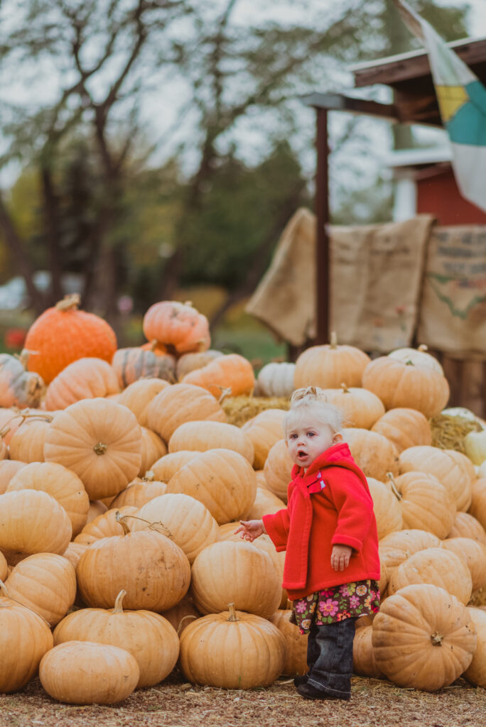 Pumpkin Patch Christmas Tree Farm outdoor holiday activity candid fun loving family picture | From the Hip Photo Denver Colorado portrait photography