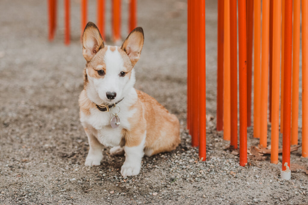 Confluence Park Millenium Bridge Riverfront Park outdoor nature urban downtown fun candid family picture | From the Hip Photo Denver Colorado portrait photography 
