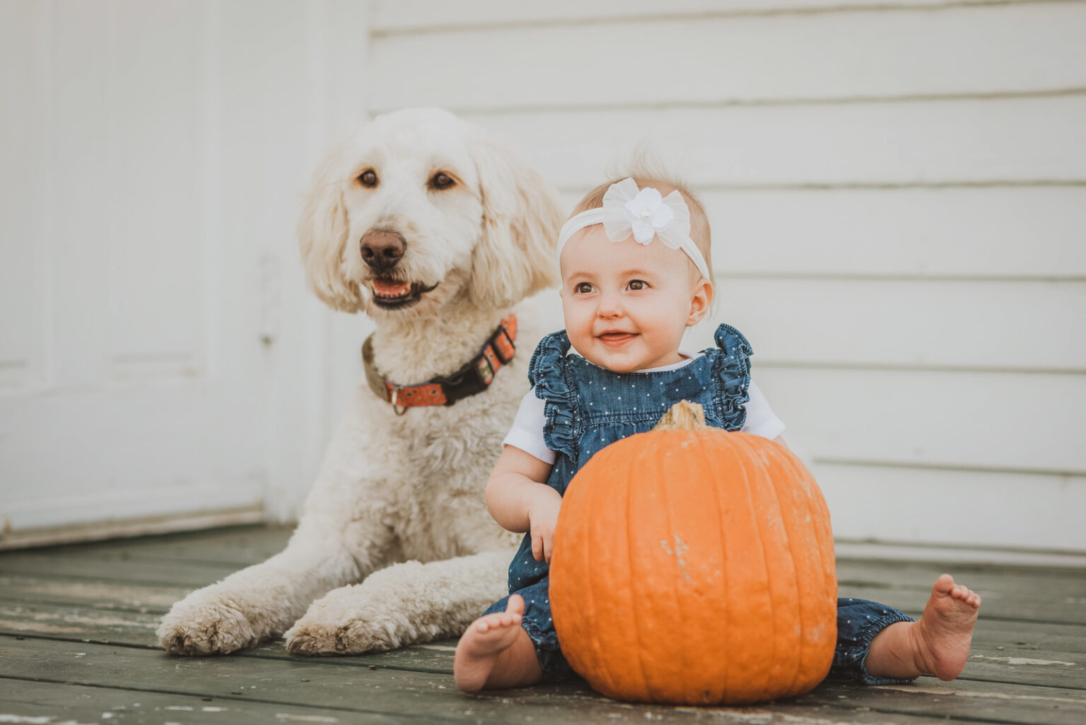 Family photographer Denver fall -- aspen grove golden light portrait