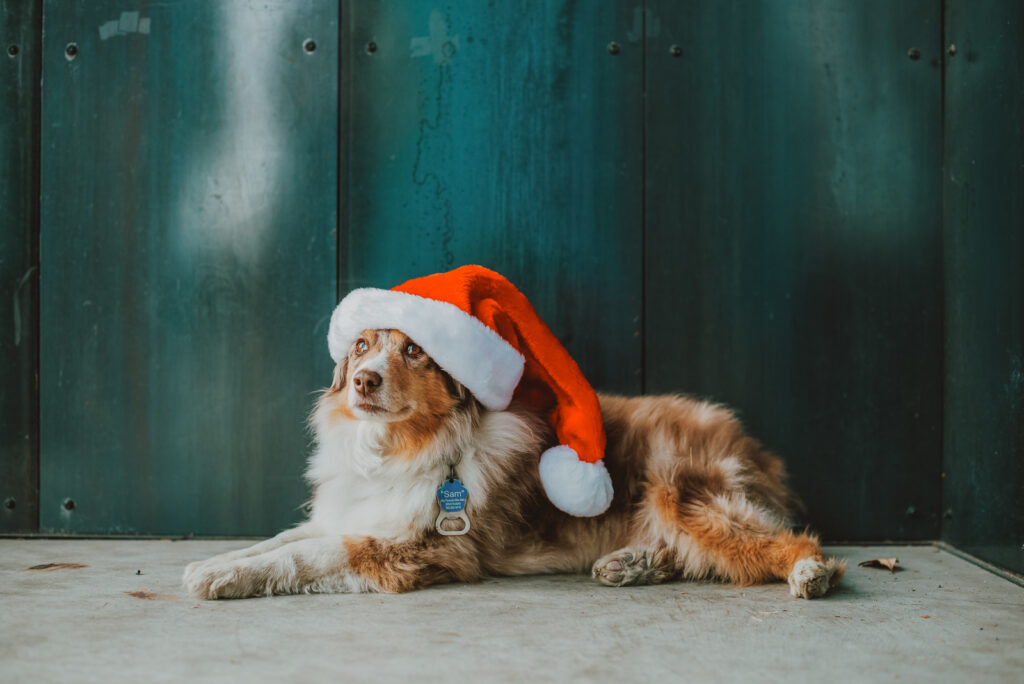 Stanley Marketplace indoor outdoor urban colorful fun candid outgoing dog picture | From the Hip Photo Denver Colorado portrait photography