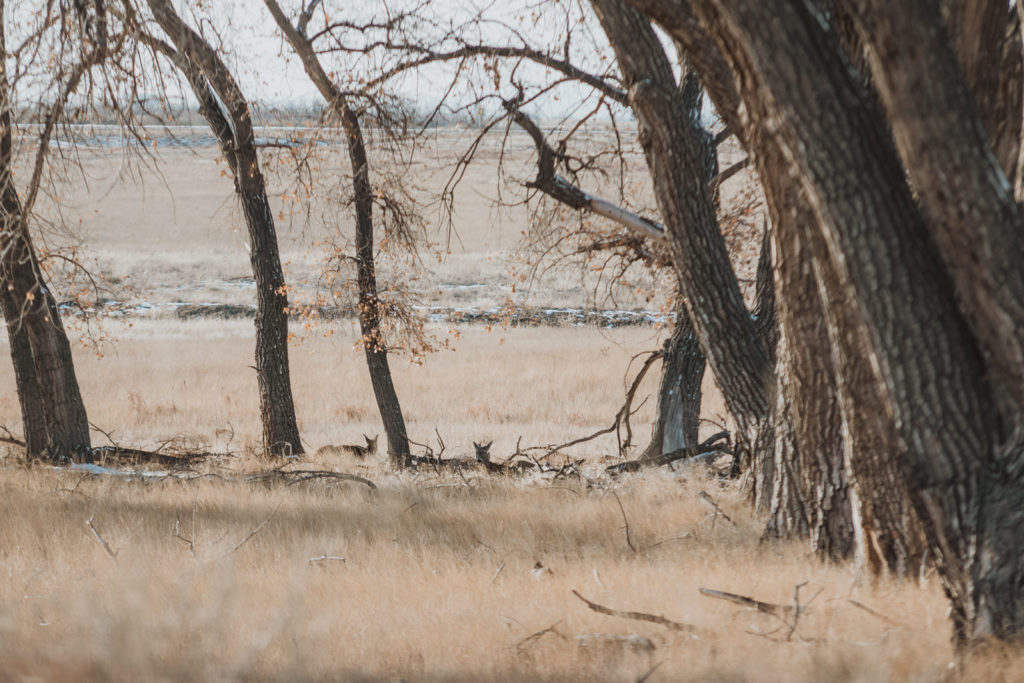 Rocky Mountain Arsenal Lake Mary Trail outdoor park trail nature candid wildlife landscape picture | From the Hip Photo Denver Colorado portrait photography 