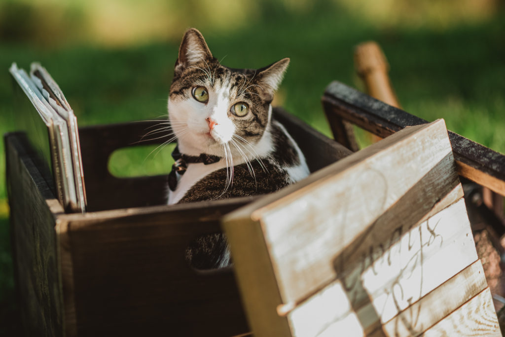 How to Plan the Perfect Engagement Photo Session in 6 Steps | From the Hip Photo Denver Colorado Portrait Photography  
