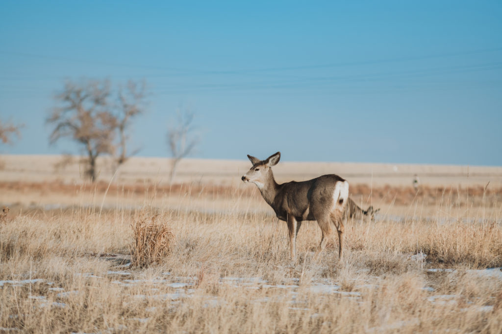 Rocky Mountain Arsenal Lake Mary Trail outdoor park trail nature candid wildlife landscape picture | From the Hip Photo Denver Colorado portrait photography 