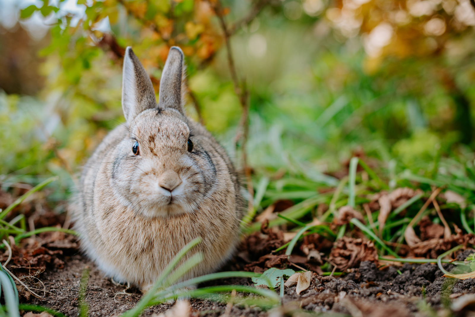 Curious bunny spotted among the plants at Denver Botanic Gardens during a family photo session